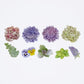 Washi Sticker Roll - Scabiosa Bouquet