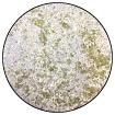 Polvo para Embossing - Speckle - Lavender