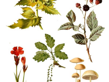 Cut Out & Collage Book - Botanical Plants