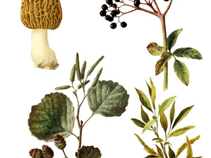 Cut Out & Collage Book - Botanical Plants
