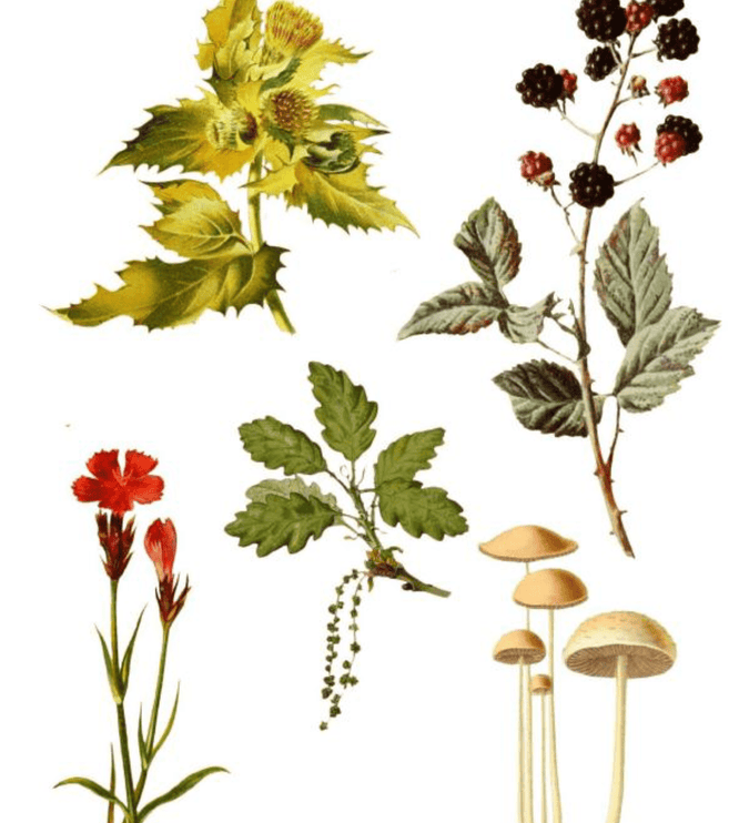 Cut Out & Collage Book - Botanical Plants - ColorSwatch