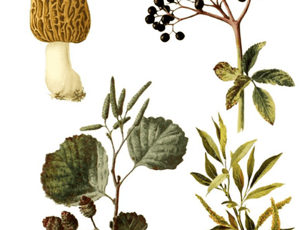 Cut Out & Collage Book - Botanical Plants - ColorSwatch