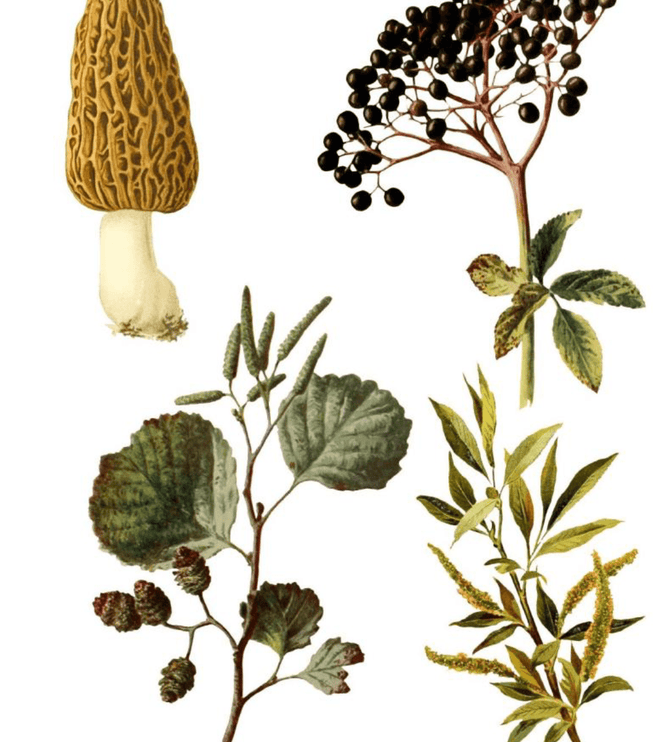 Cut Out & Collage Book - Botanical Plants - ColorSwatch