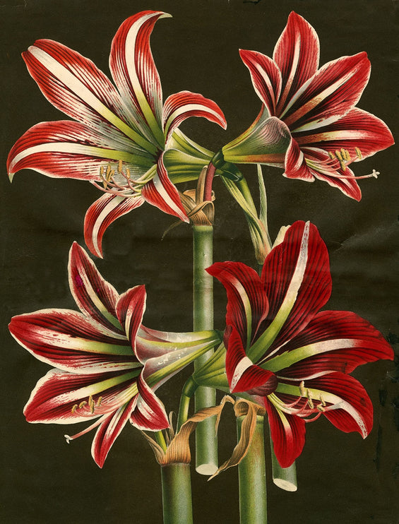 Libro de Papel Para Regalo y Tags - ColorSwatch