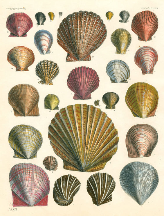 Libro de Papel Para Regalo y Tags - ColorSwatch