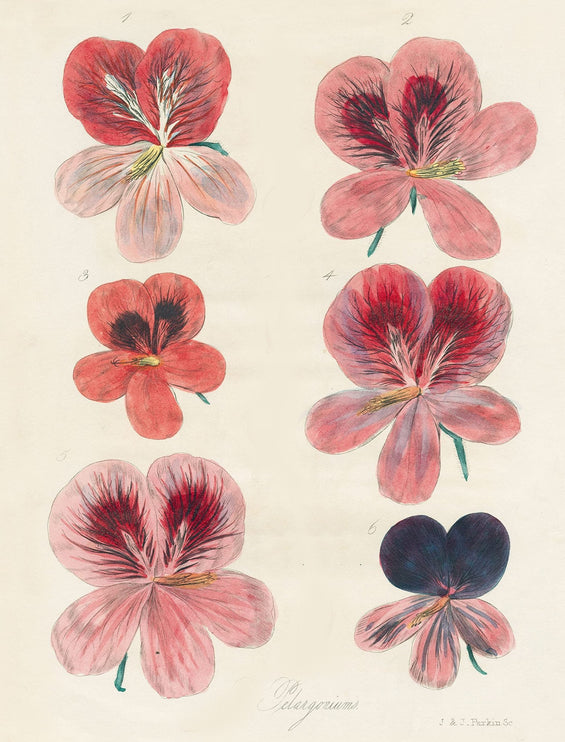 Libro de Papel Para Regalo y Tags - ColorSwatch