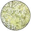 Polvo para Embossing - Speckle - Lemon Drop - ColorSwatch