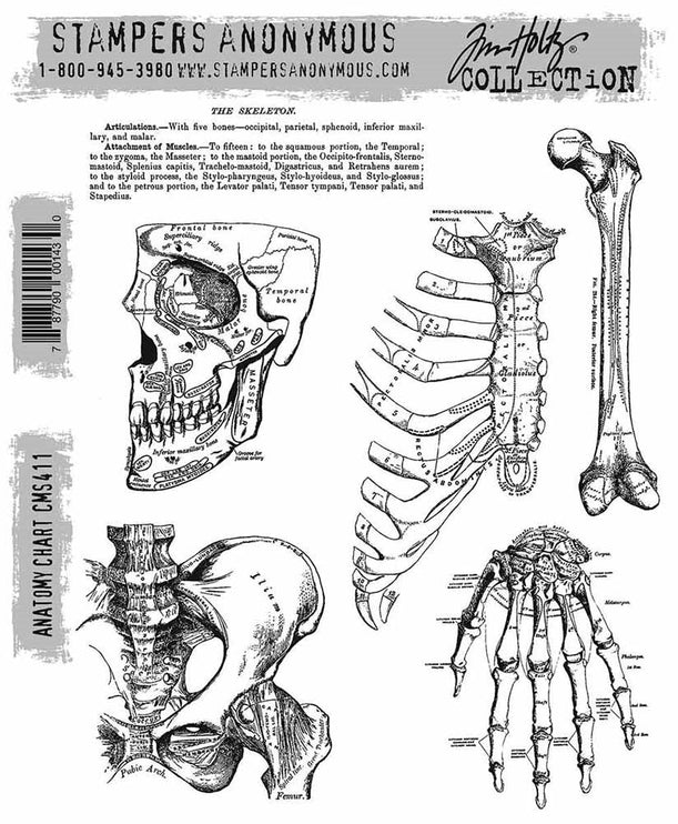 Sello Gigante - Anatomy Chart - ColorSwatch