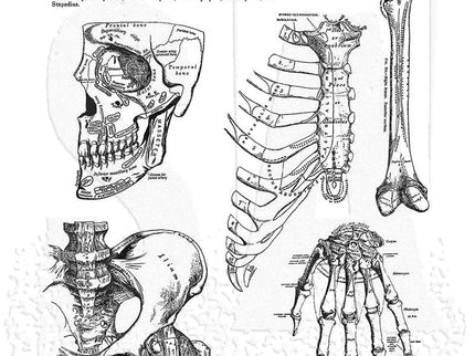 Sello Gigante - Anatomy Chart