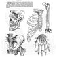 Sello Gigante - Anatomy Chart